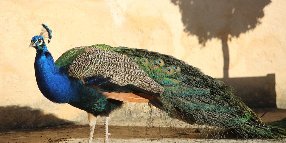 Peacock walking through the gardens of Marqueyssac.