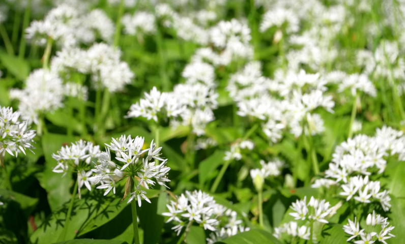 In spring, the forest paths are filled with the fresh scent of wild garlic — a simple joy for walkers.