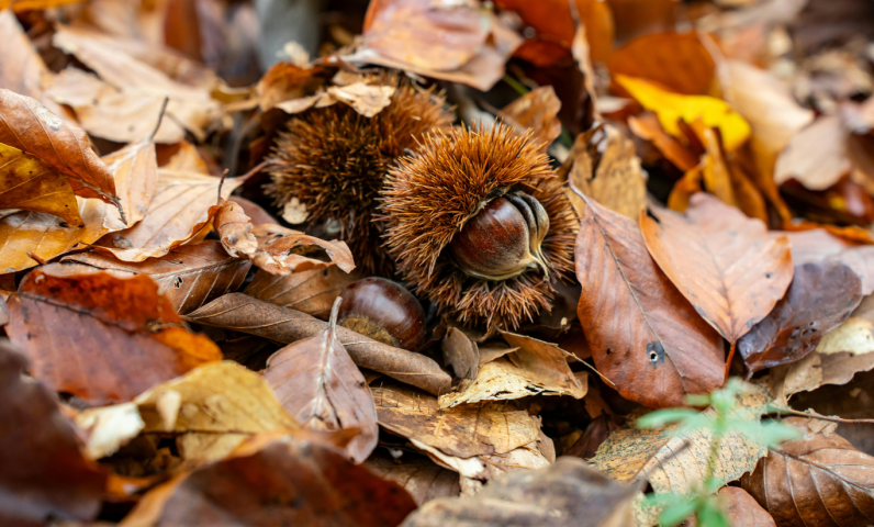 Golden chestnuts from the oak forests around Payrac — perfect roasted over a campfire.