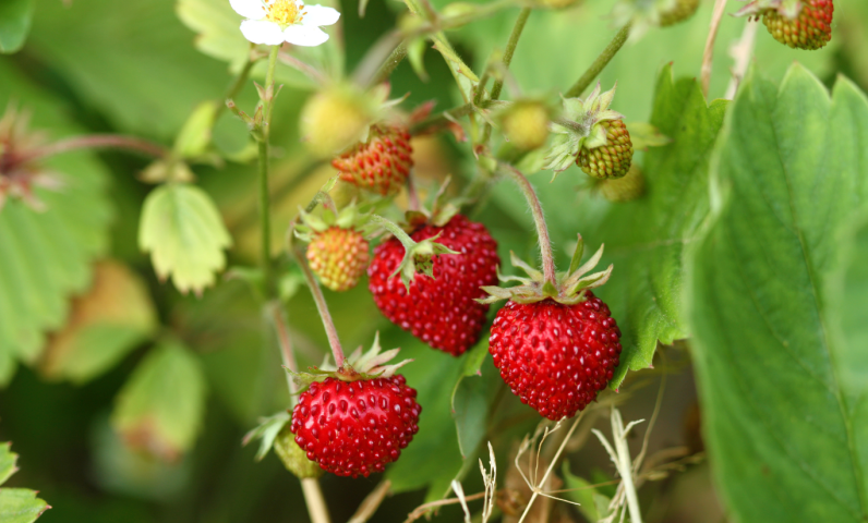 Tiny, sweet and rare — wild strawberries hide near stone walls, a delicious surprise for walkers.