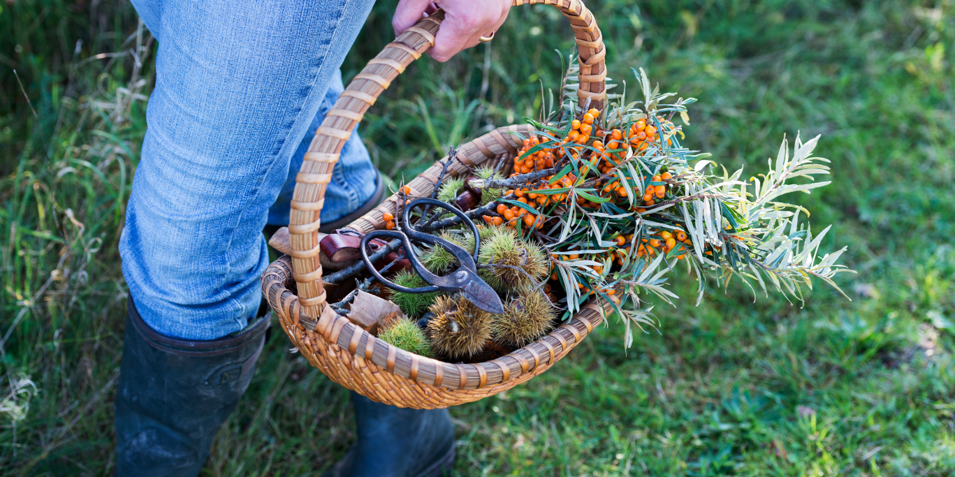Just a short walk from Camping Le Séquoia, the woods around Payrac are full of treasures — mushrooms, herbs, and hidden figs.