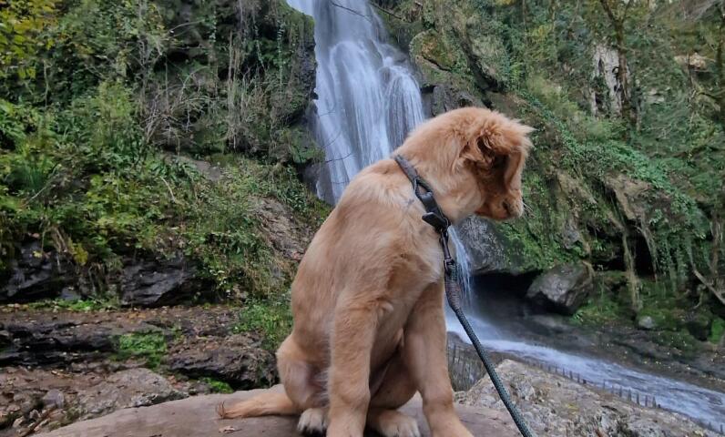 A dog sitting on a rock in front of a waterfall surrounded by nature near Camping Le Séquoïa in the Lot Valley