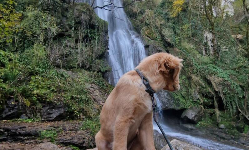 Chien assis sur un rocher devant une cascade entourée de verdure, près du Camping Le Séquoïa dans la Vallée du Lot