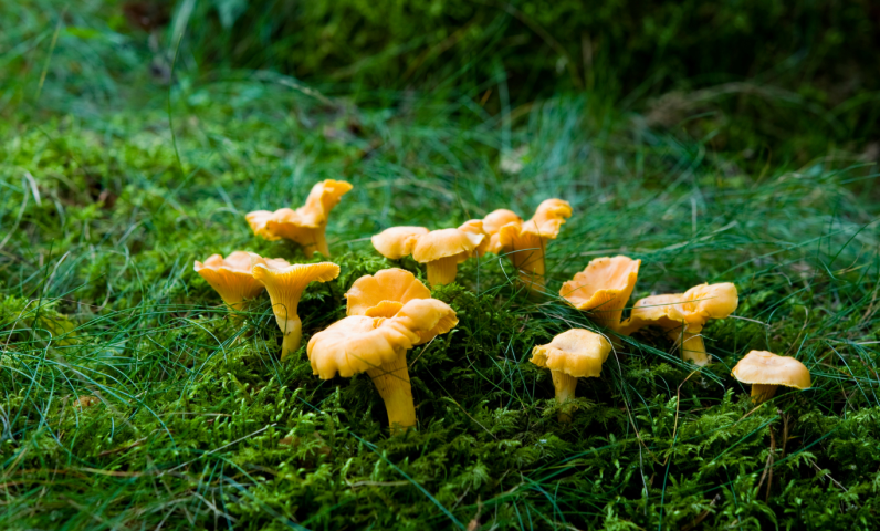 Les rois des forêts autour de Payrac — cueillis après la pluie, ils parfument nos recettes locales.