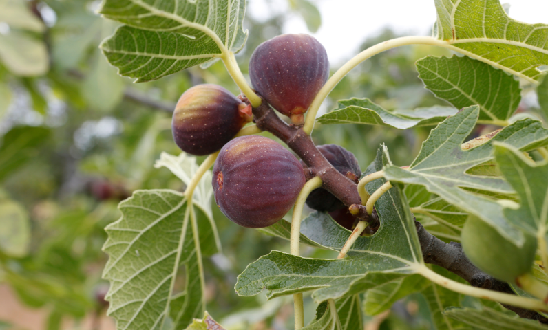 Sous le soleil de fin d’été, les figuiers de la région offrent leurs fruits sucrés aux promeneurs curieux.