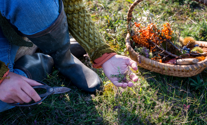 Un panier plein de nature : cèpes, châtaignes, figues et fraises des bois — le vrai goût du Lot à partager en famille.