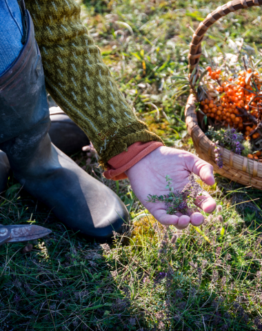 Un panier plein de nature : cèpes, châtaignes, figues et fraises des bois — le vrai goût du Lot à partager en famille.