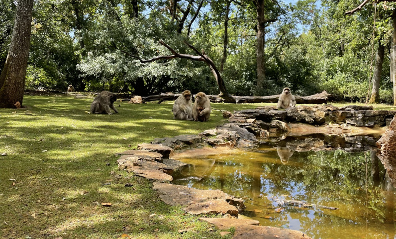 Singes évoluant librement dans un parc arboré à la Forêt des Singes de Rocamadour, autour d’un point d’eau naturel, lors d’une visite familiale en Vallée de la Dordogne.
