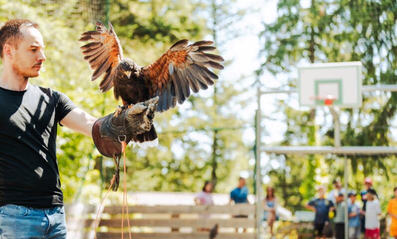 Spectacle de fauconnerie lors de la journée médiévale au camping