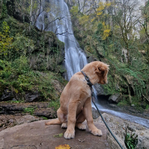 Chien assis sur un rocher devant une cascade entourée de verdure, près du Camping Le Séquoïa dans la Vallée du Lot