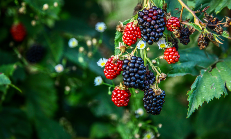 Langs de paden en hagen rond Payrac groeien in de nazomer de zoete wilde bramen — pure natuur om van te snoepen tijdens je wandeling.