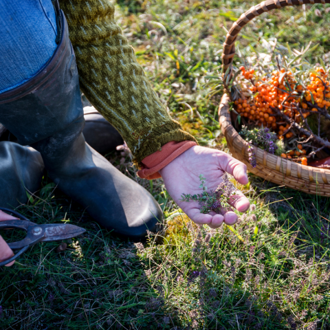 Een mand vol natuur: paddenstoelen, kastanjes, vijgen en bosaardbeien — de echte smaak van de Lot om samen van te genieten.