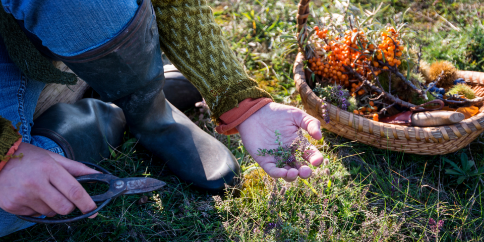 Een mand vol natuur: paddenstoelen, kastanjes, vijgen en bosaardbeien — de echte smaak van de Lot om samen van te genieten.