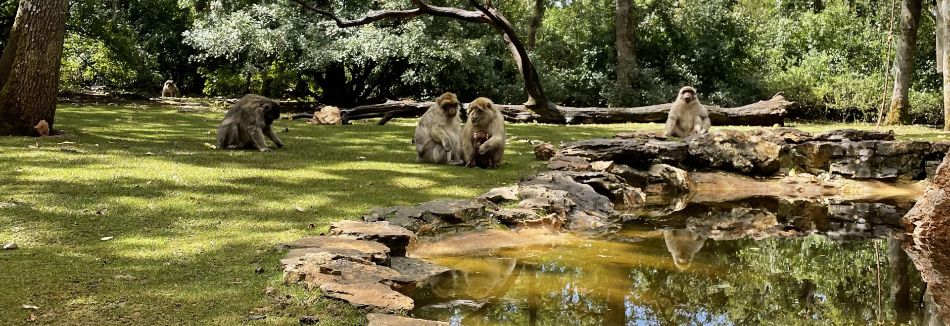 Apen die vrij rondlopen in een bosrijk park bij het Apenbos van Rocamadour, rond een natuurlijke waterpartij, tijdens een gezinsuitstap in de Dordognevallei.